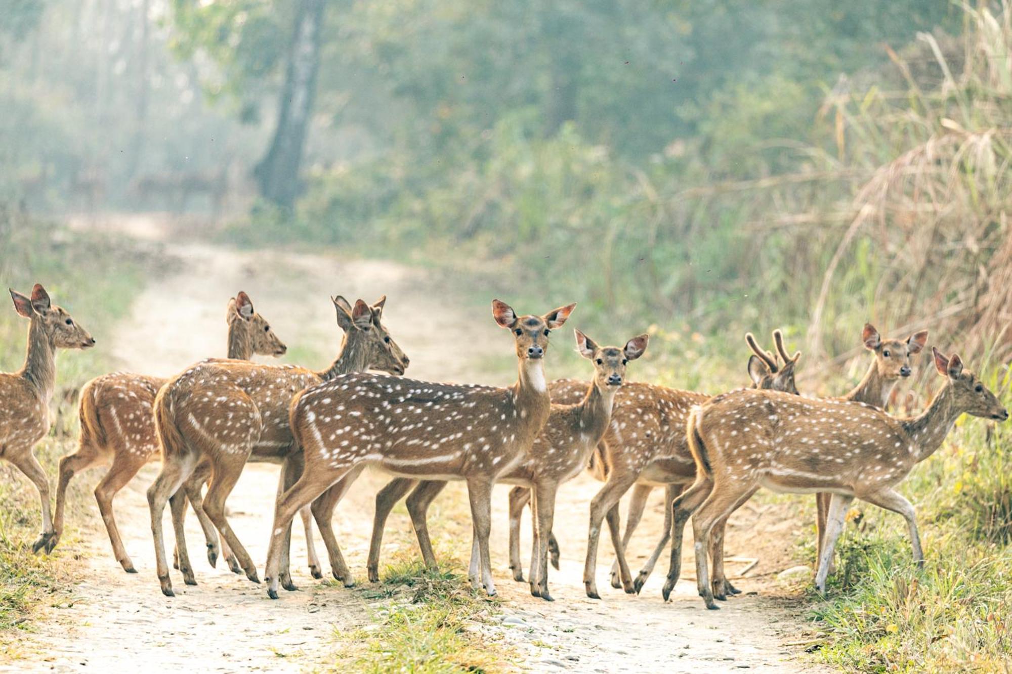 Kasara Chitwan Hotel Patlahara Kültér fotó