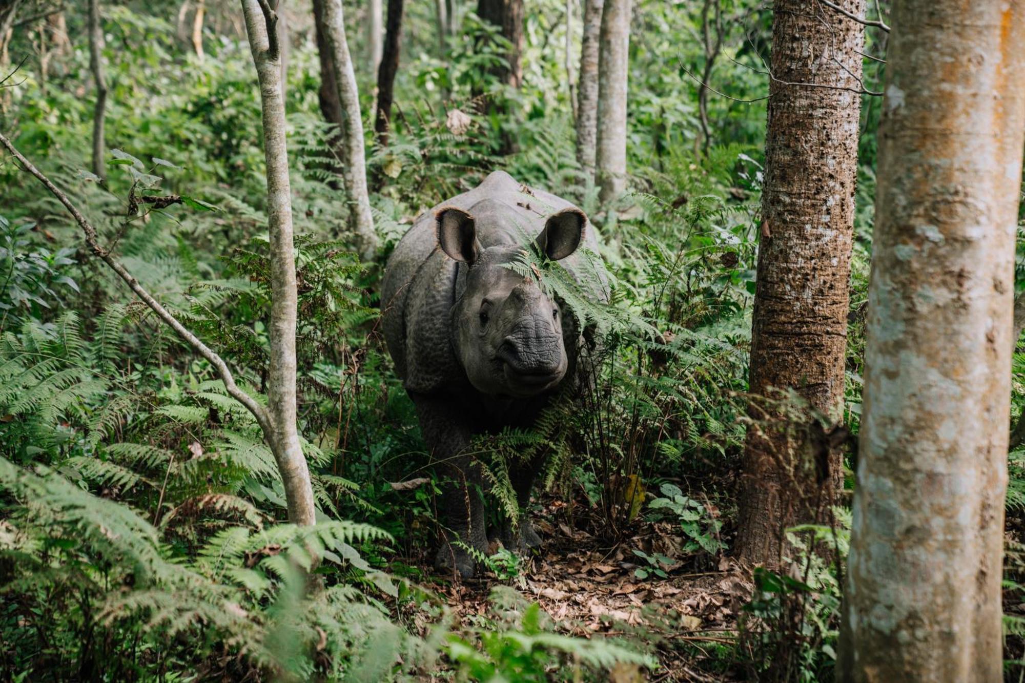 Kasara Chitwan Hotel Patlahara Kültér fotó